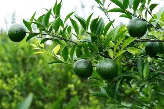 專注新會小青柑普茶，倡導(dǎo)有品生活的摯調(diào)，成功制勝海外市場
